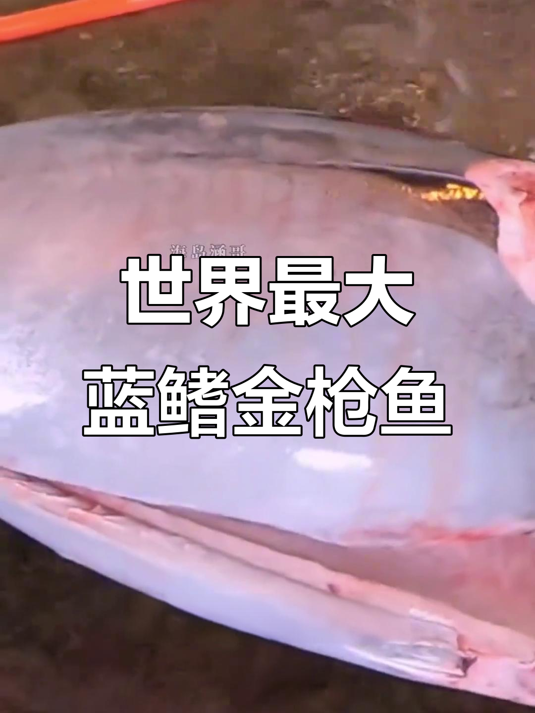 278公斤蓝鳍金枪鱼拍卖,创世界纪录!