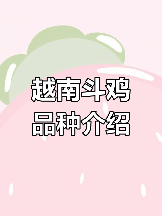 越南斗鸡品种大揭秘:北方豆鸡与太平斗鸡的独特魅力