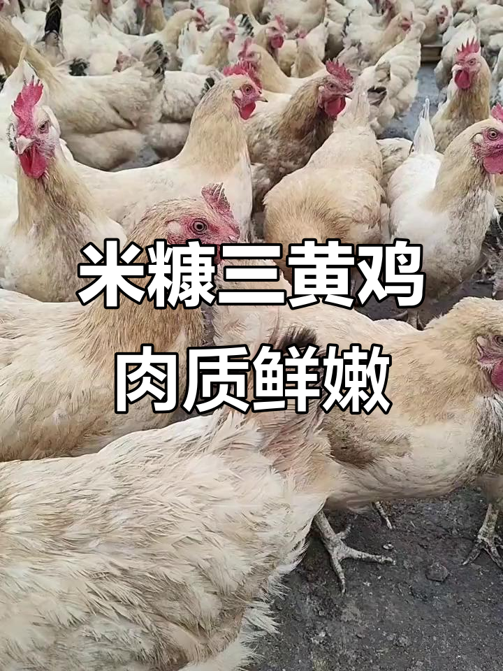 170天米糠杂粮三黄鸡,皮脆肉滑让人惊艳