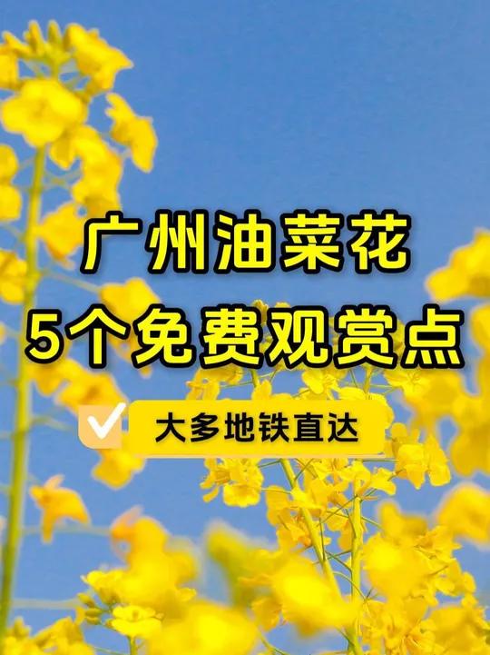 广州油菜花海盛开!这5个地方免费观赏,大部分地铁直达,快收藏起来~