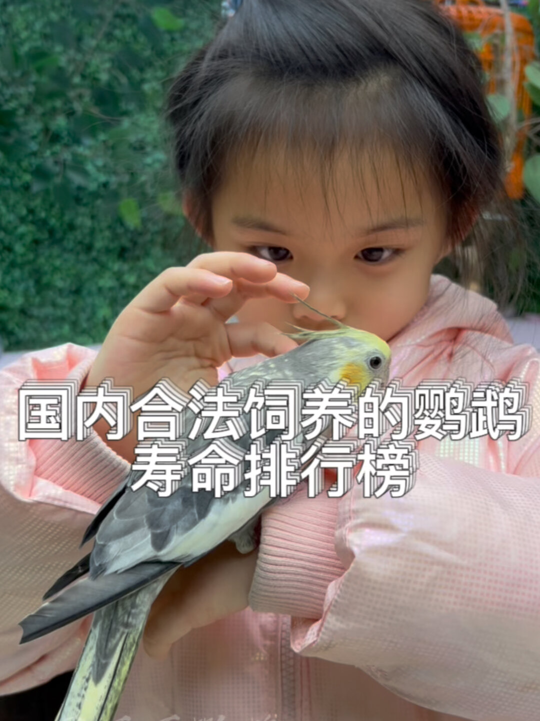 国内合法饲养的鹦鹉寿命排行榜