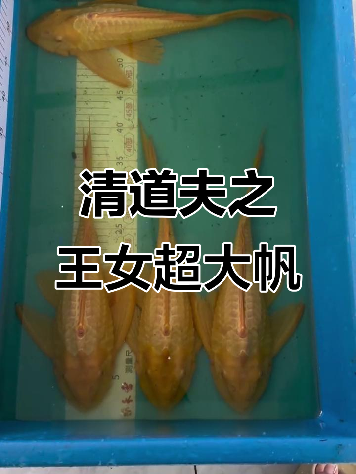 女王大帆:黄金清道夫的完美介绍
