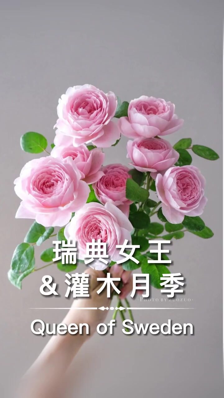 给花友介绍一款直立性好抗病性好的月季品种