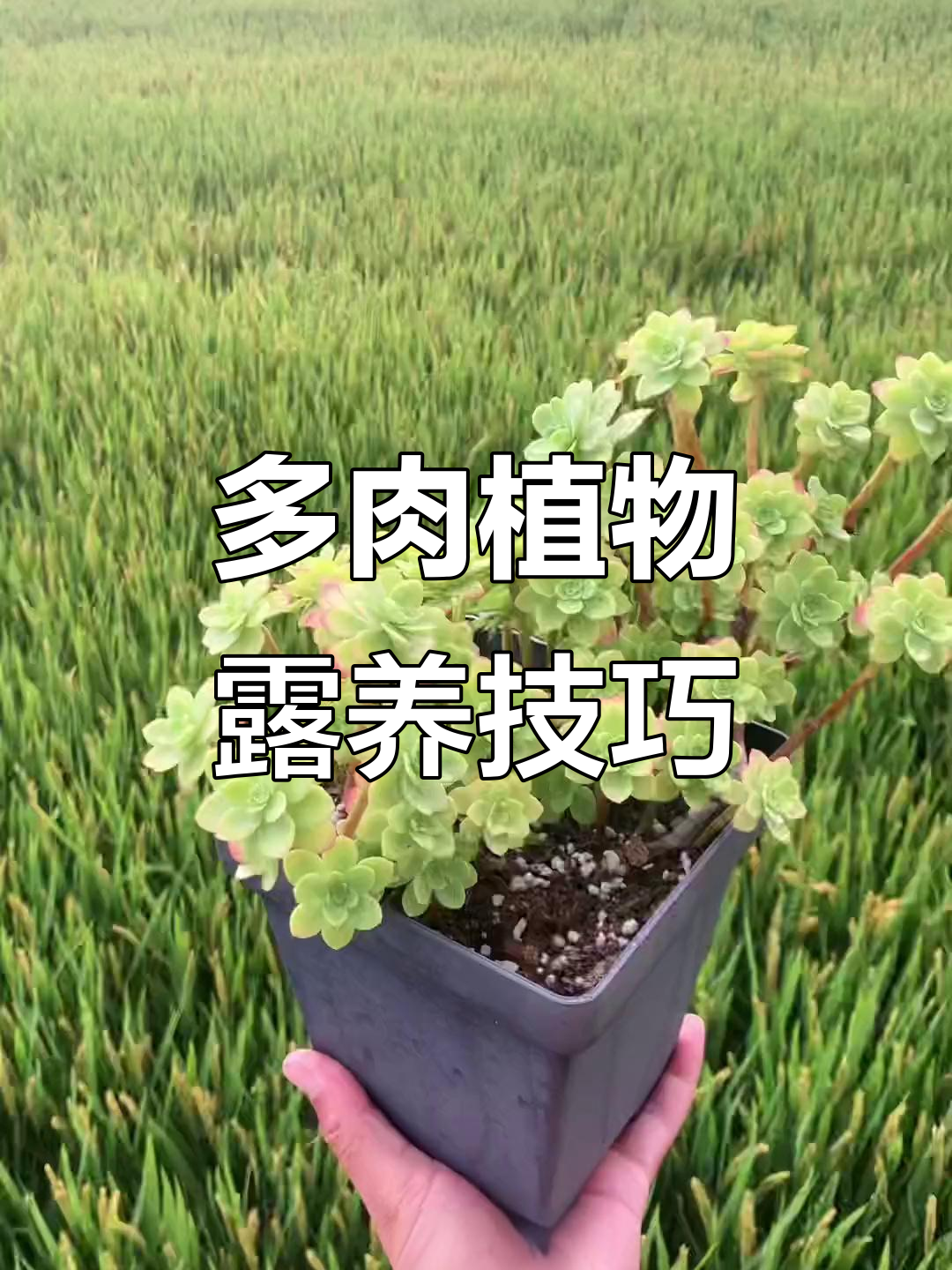 圆叶薄化妆,露养多肉更美丽