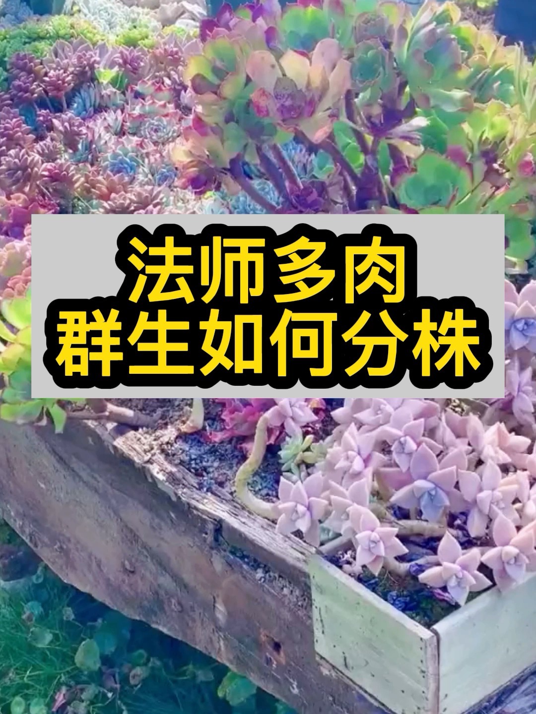 新手养护多肉如何进行分株