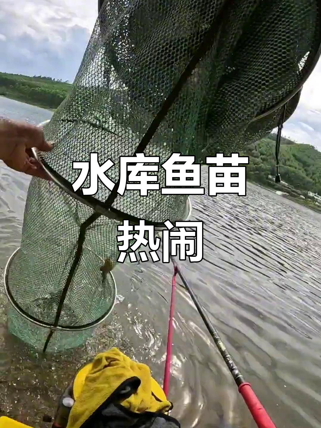 鹧鸪井水库鱼苗闹腾,一年过去依旧是小家伙们活跃