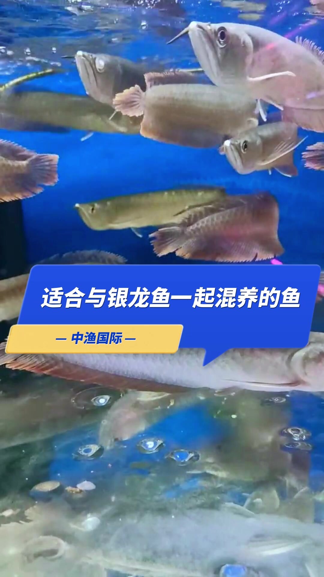适合与银龙鱼一起混养的鱼