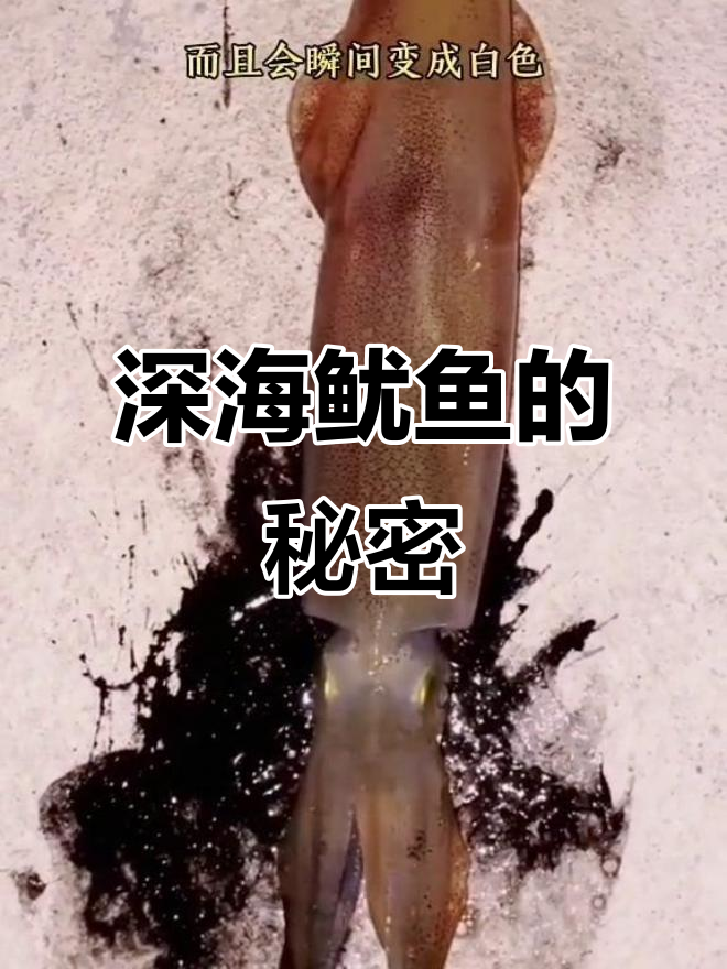 深海鱿鱼为何比浅海更大?揭秘它们的生存技巧与颜色变化