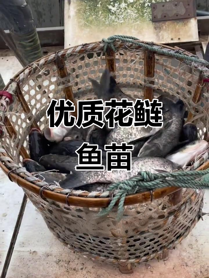 花鲢鱼苗大揭秘,细胞超强!