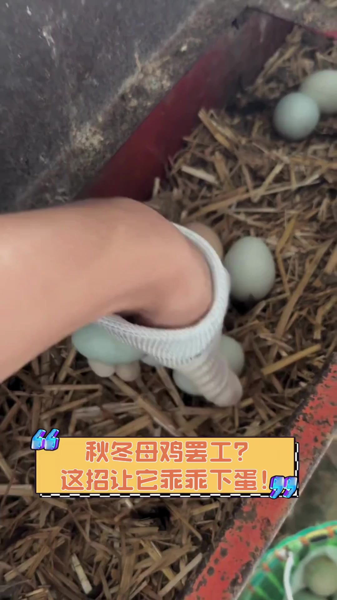 秋冬母鸡罢工?这招让它乖乖下蛋!