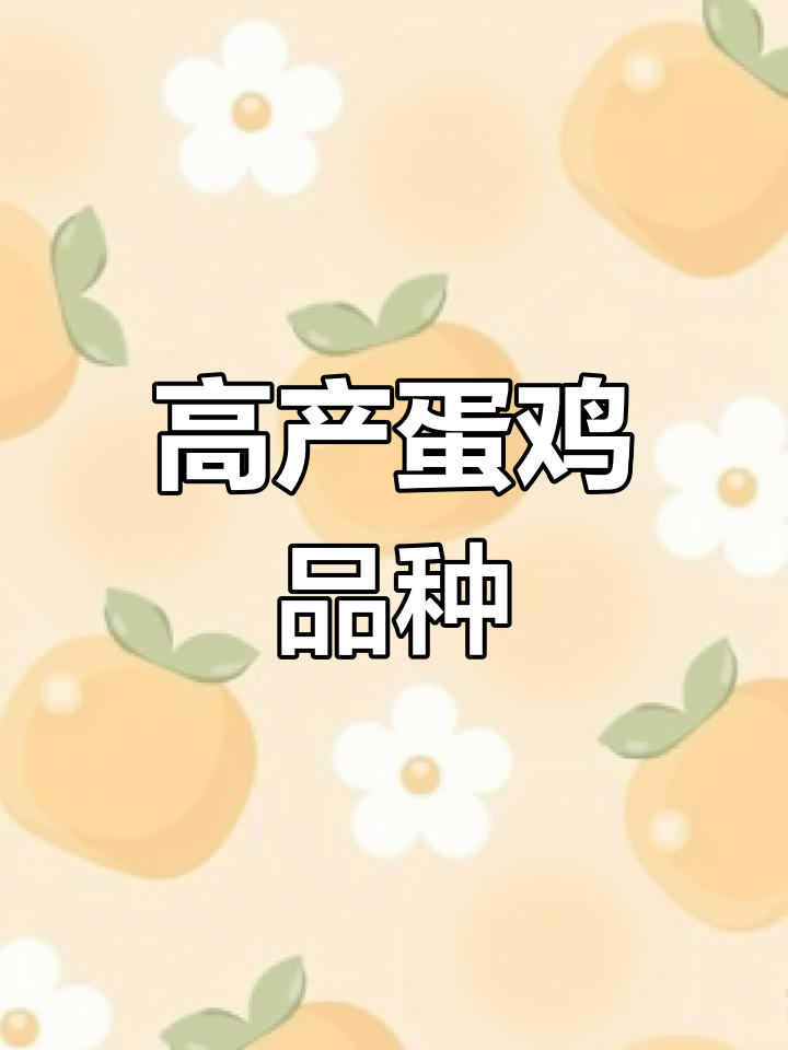 蛋鸡品种推荐与高产秘诀