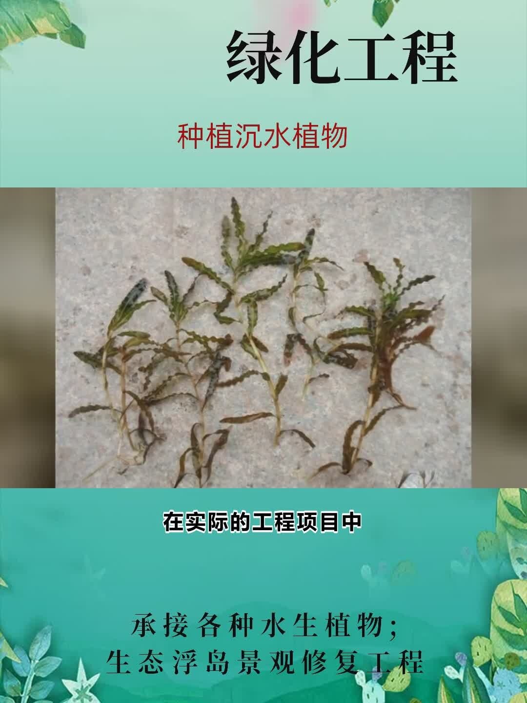 种植沉水植物 种植沉水植物