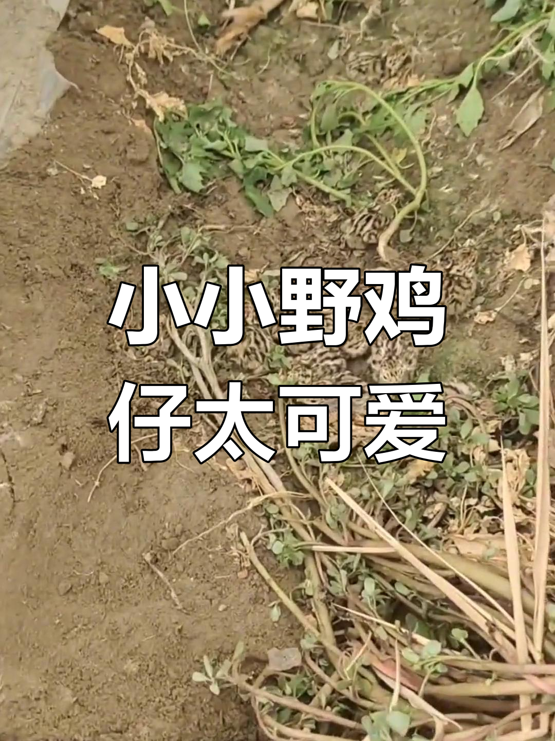 刚出壳的野鸡仔,草丛中惊现!