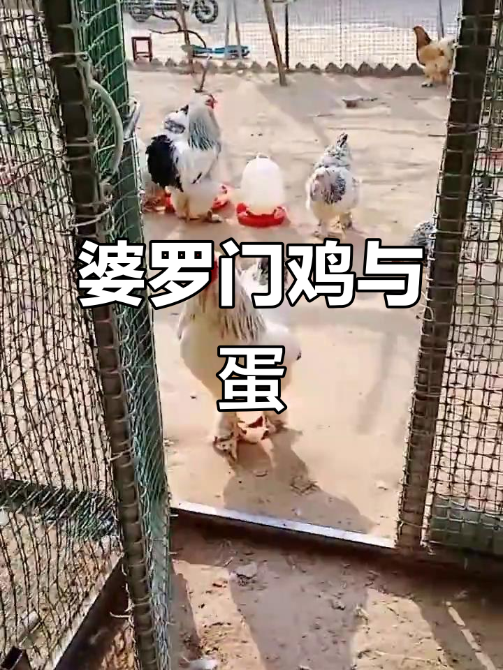 婆罗门鸡体型大,鸡蛋也不小!看看这些母鸡的“家门口”