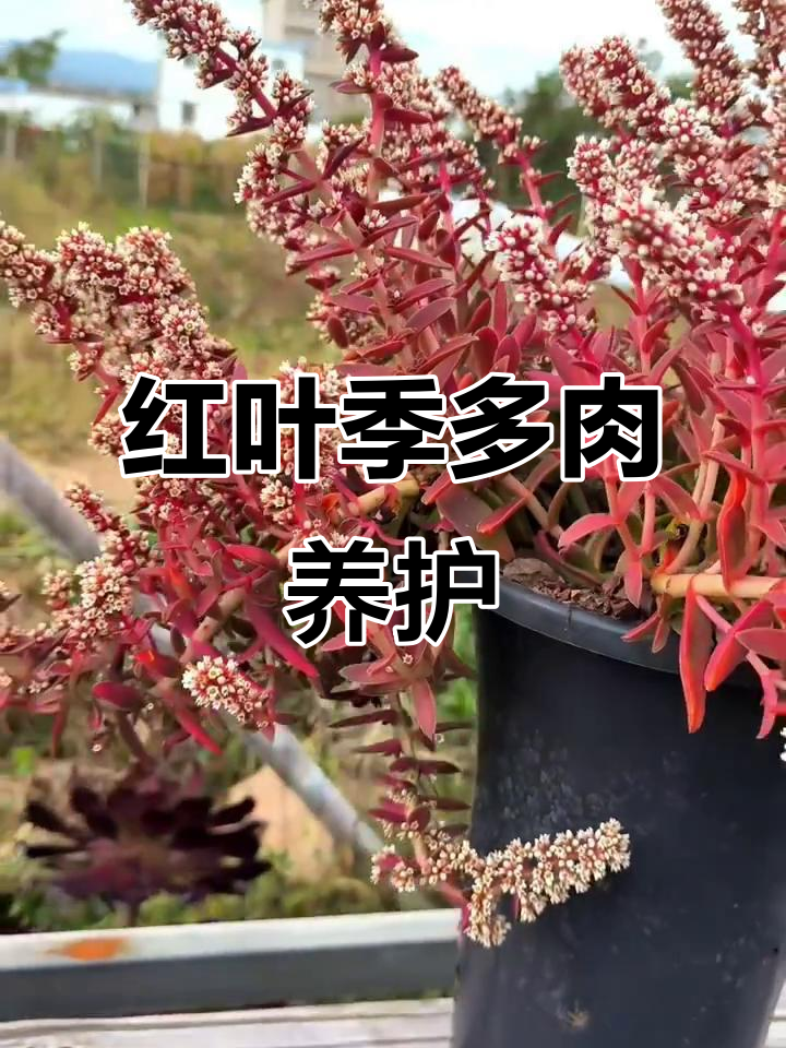 红叶祭多肉养护技巧:花剑摘除与施肥管理