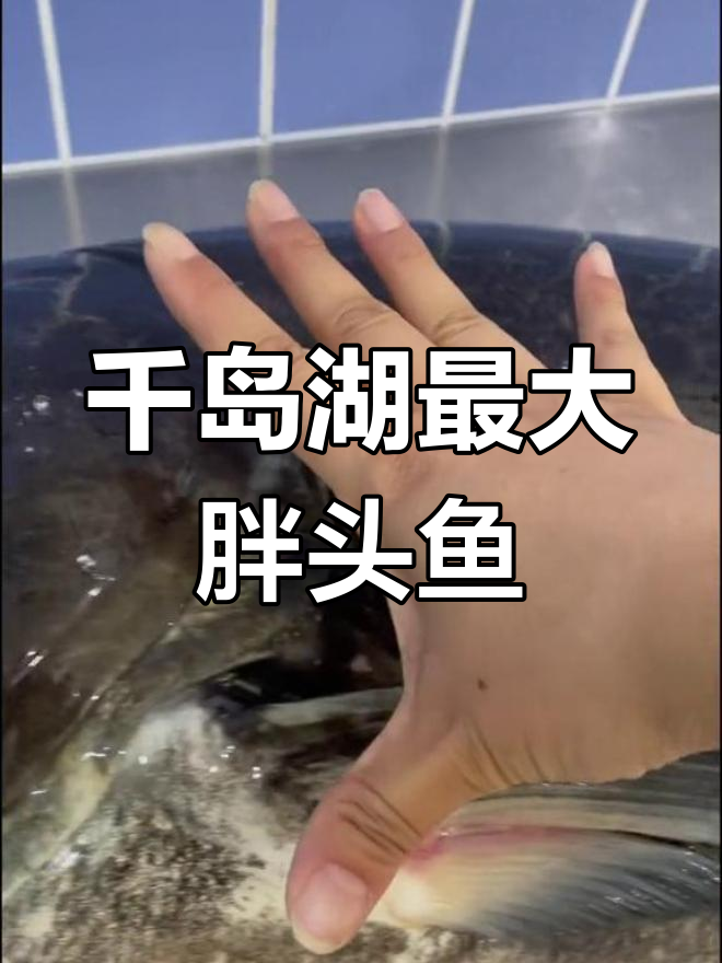 千岛湖胖头鱼大揭秘,36斤的大家伙