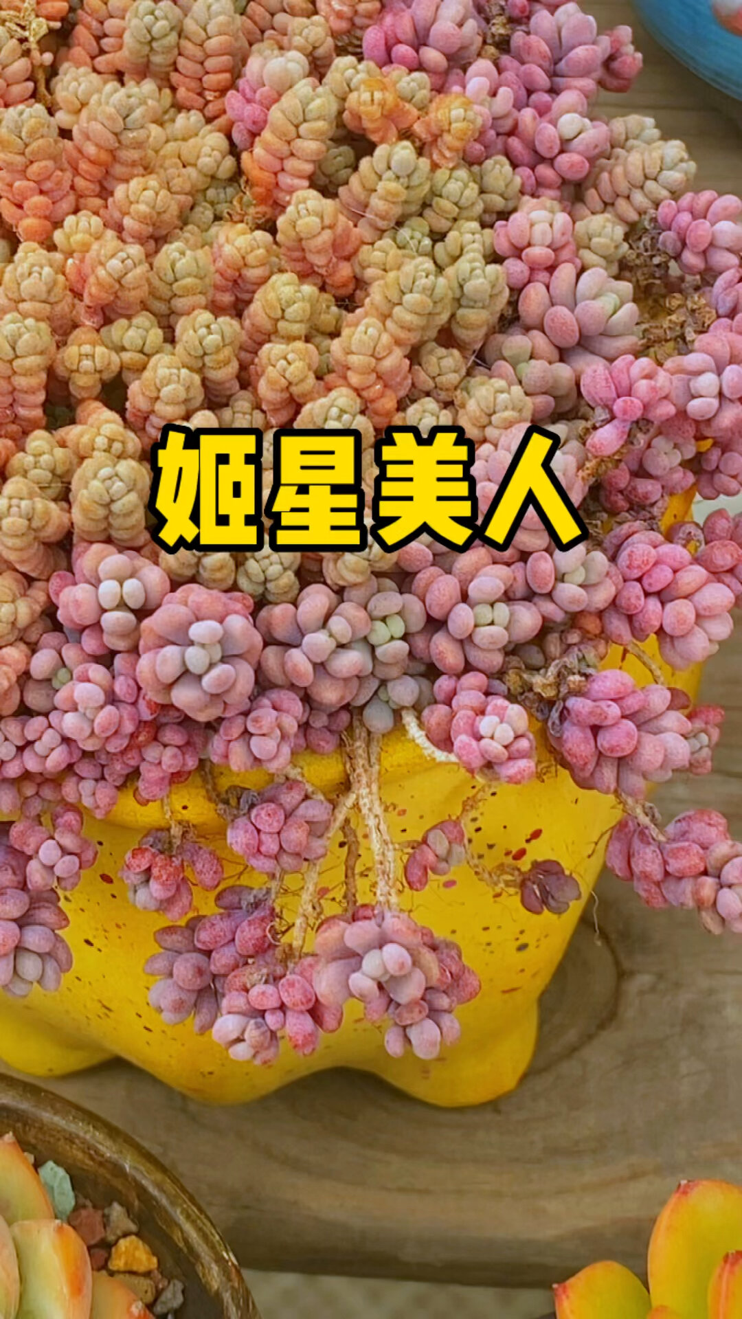 姬星美人是个颜值很高的多肉植物