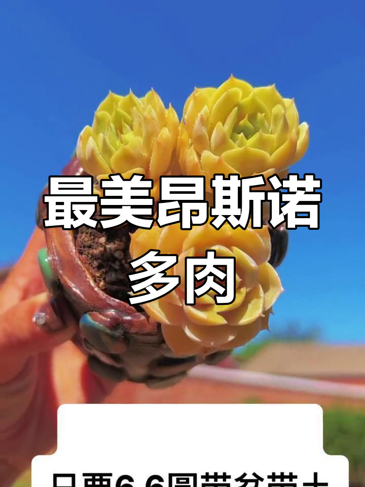 昂斯诺多肉植物,美丽如你