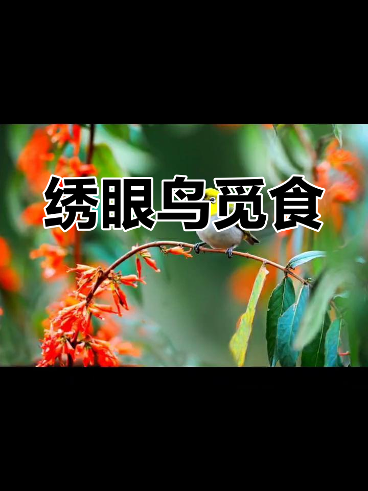 灰腹绣眼鸟,仙湖植物园中捕食虾米花