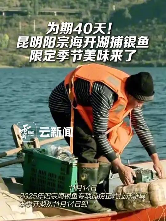 为期40天!昆明阳宗海开湖捕银鱼