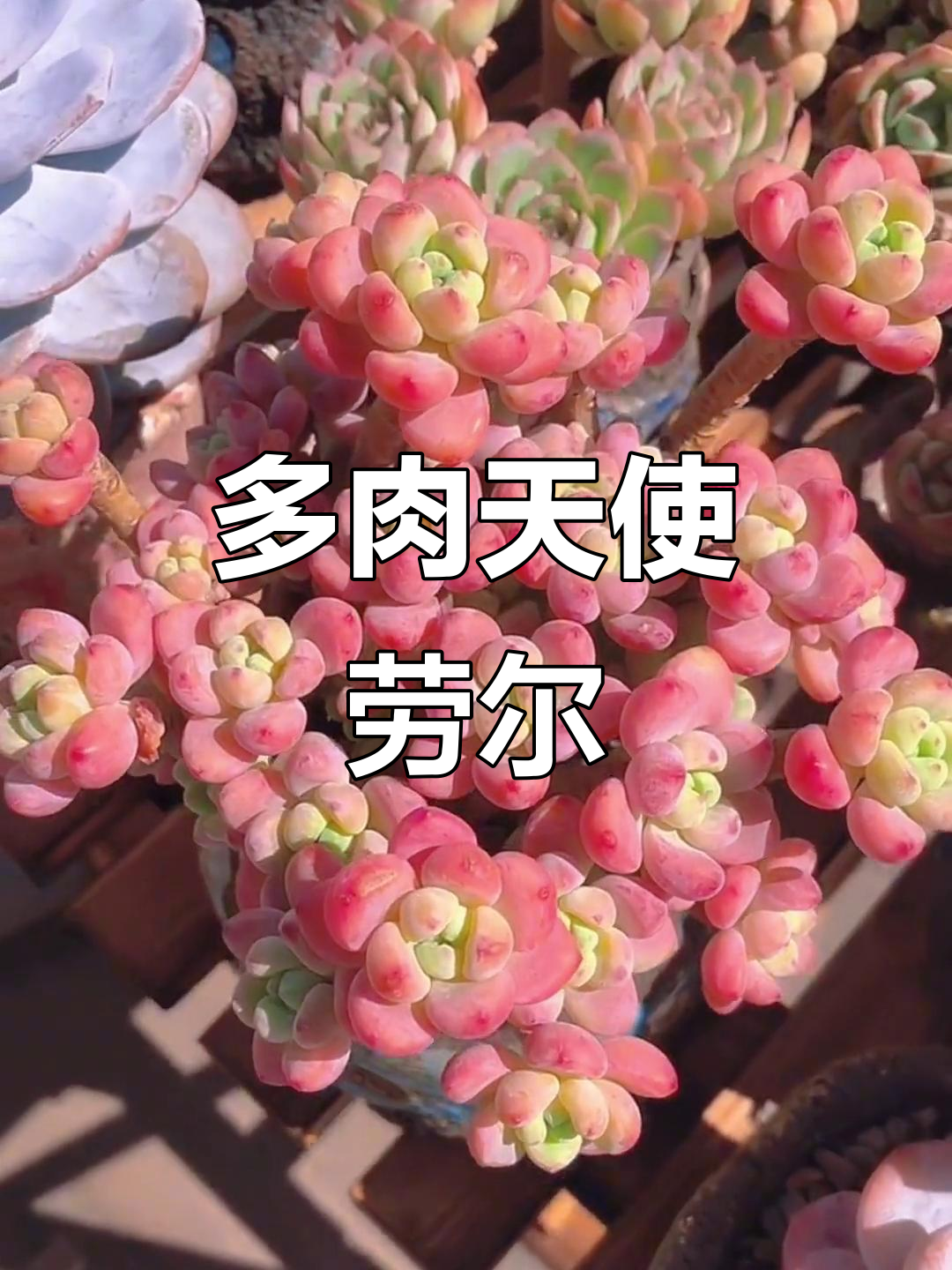 劳尔,多肉植物中的天使之泪,原产美洲