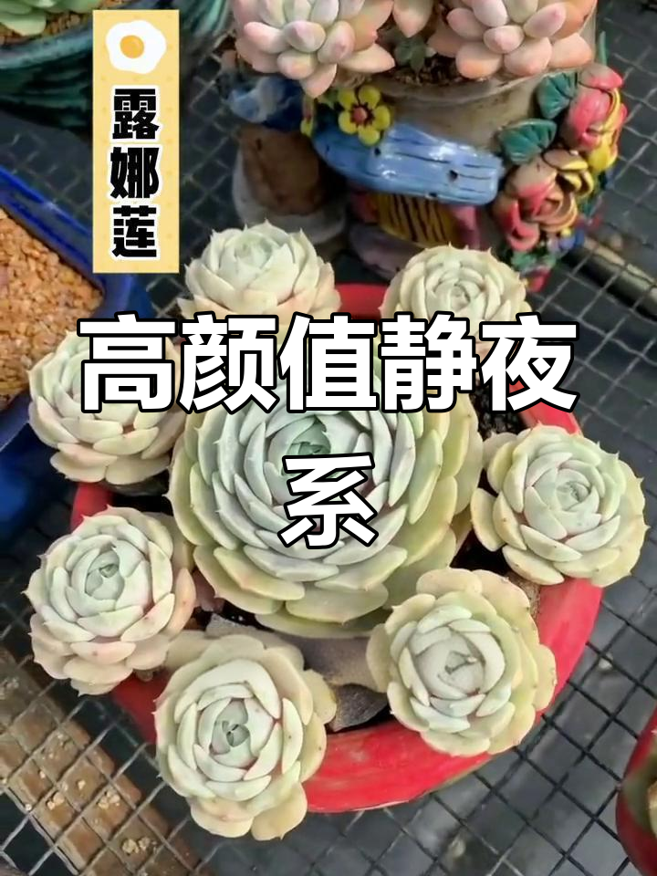 静夜系多肉:颜值与娇气的完美结合