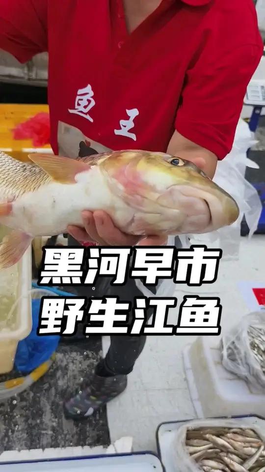 黑河文化街大早市,鲜活的野生黑龙江鱼,看看这些鱼你认识的有几种