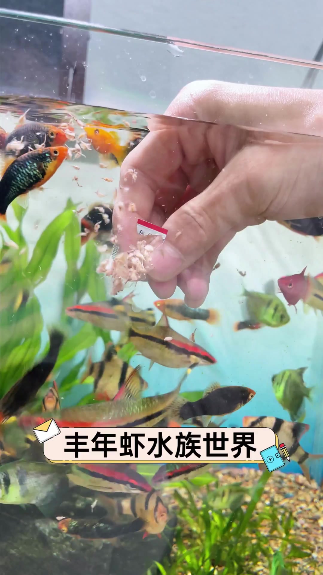 丰年虾水族世界