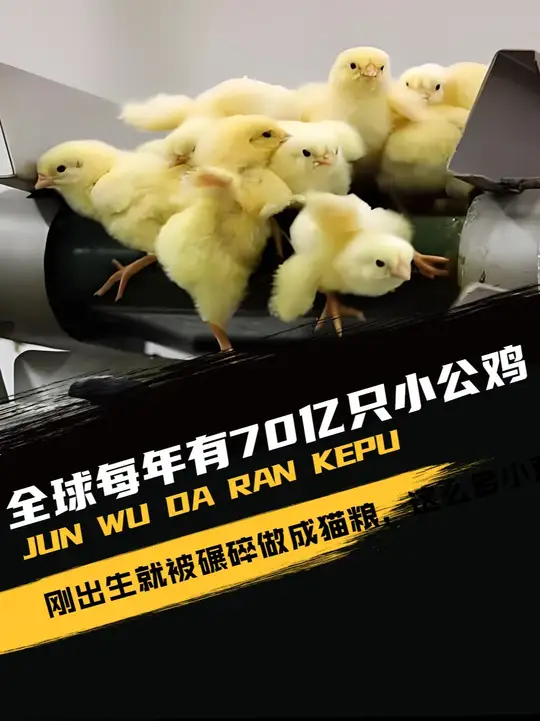 全球每年有70亿只小公鸡，刚出生就被碾碎做成猫粮，这么多小鸡到底是哪来的？