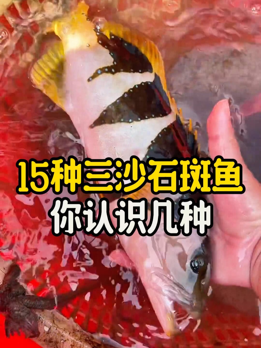 码住—西沙的石斑鱼宝藏清单