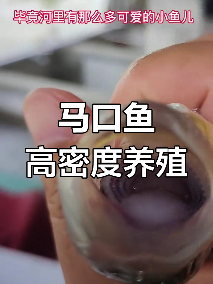河里小鱼能养吗?马口鱼养殖前景解析