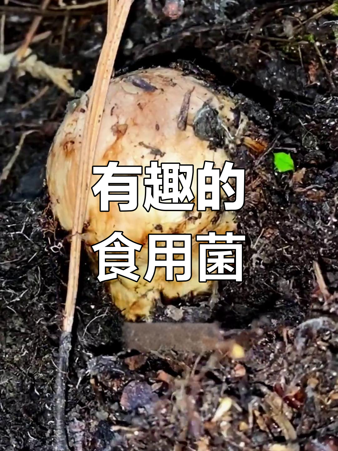 10种美味菌类,吃法大揭秘
