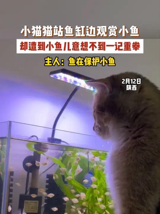 小猫猫站鱼缸边观赏小鱼，却遭到小鱼儿意想不到一记重拳