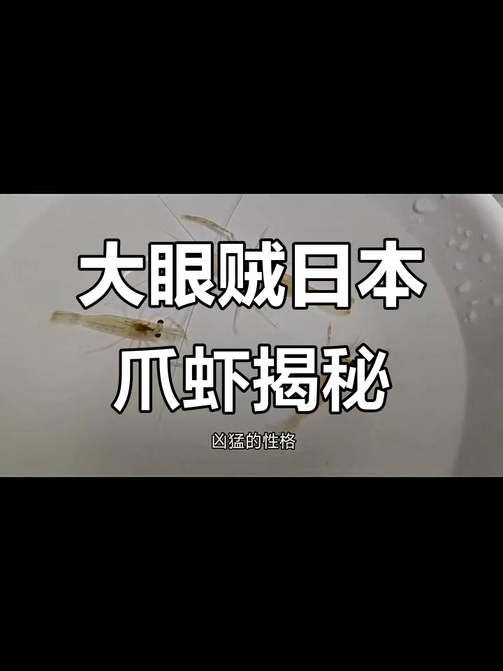 日本沼虾:大眼贼的淡水生活与分布