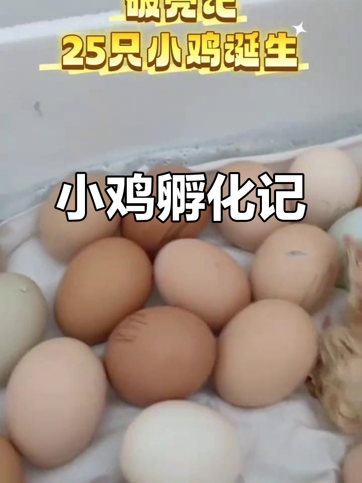 孵小鸡大作战：25只小生命破壳而出，超萌！
