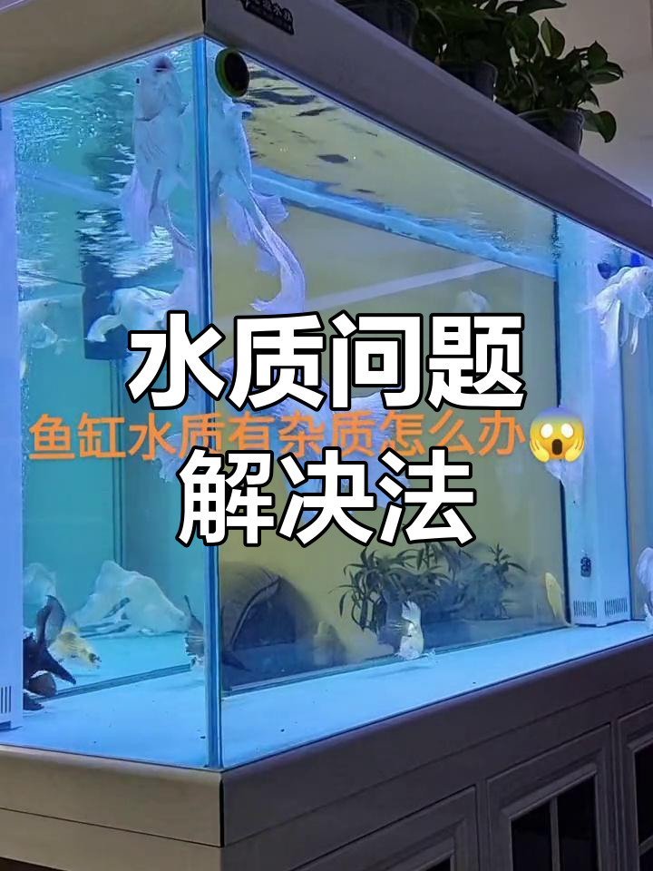 鱼缸水浑浊?教你轻松解决!