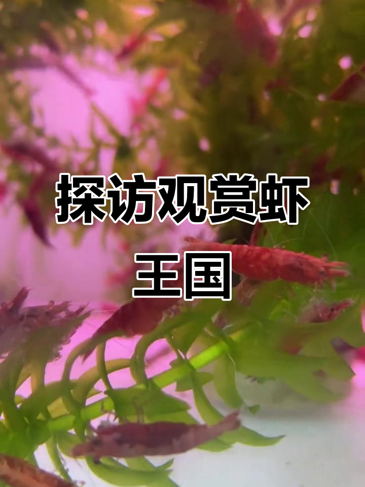带你进入观赏虾的奇妙世界,红琉璃夏、极火虾与蓝虾大揭秘