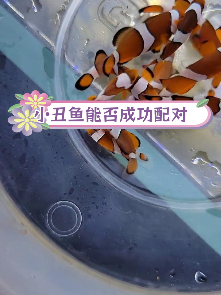 50公分鱼缸能配对小丑鱼吗?