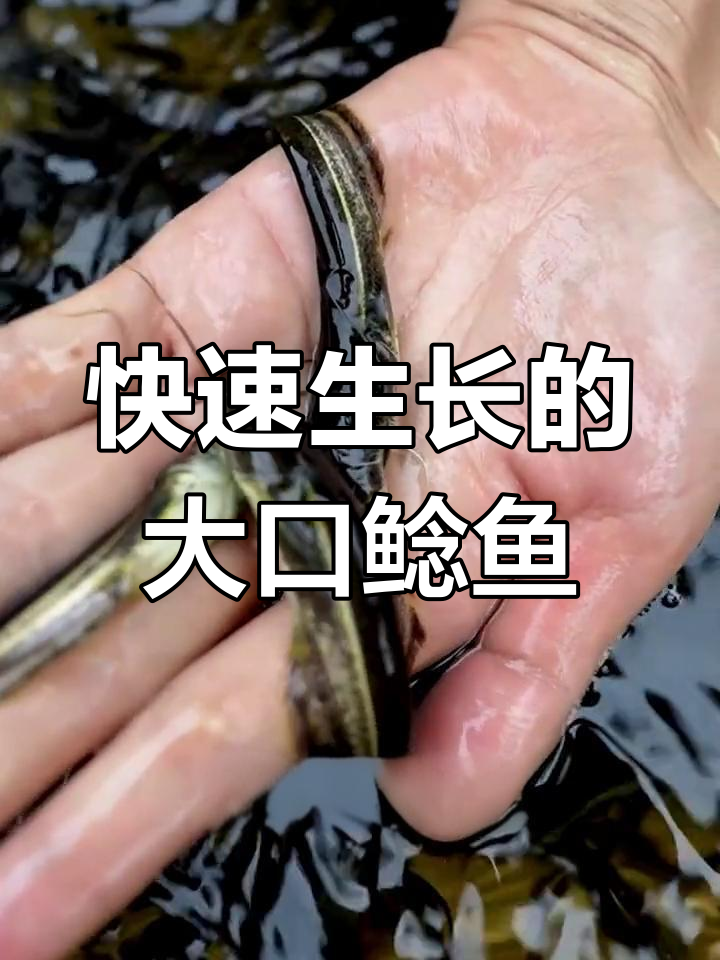 大口鲶鱼养殖效益高,一年增重五斤