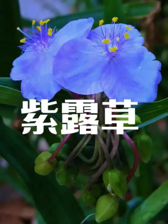 一起识百草,它是鸭跖草科紫露草属多年生草本植物 紫露草 其花语和象征的意义是“尊崇”,有旺