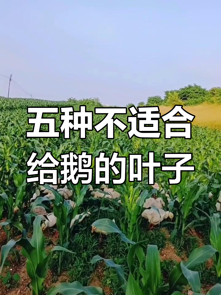 鹅不能吃的五种菜叶