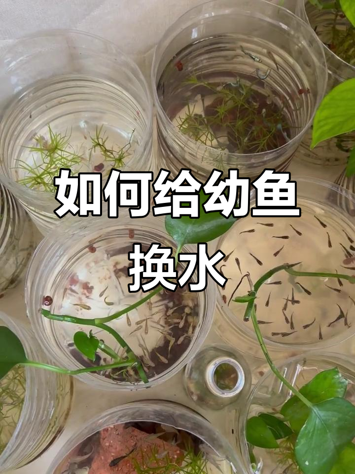 幼鱼换水频率与技巧大揭秘