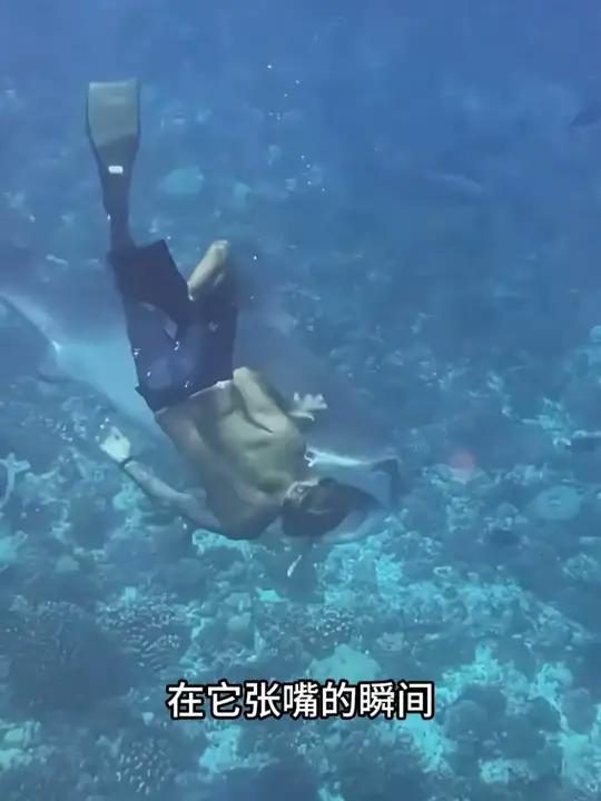 鲨鱼也有“死穴”,一点就翻白眼
