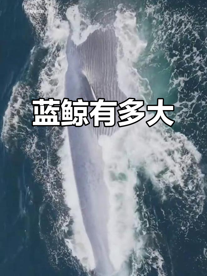 蓝鲸:地球上最大生物的惊人真相