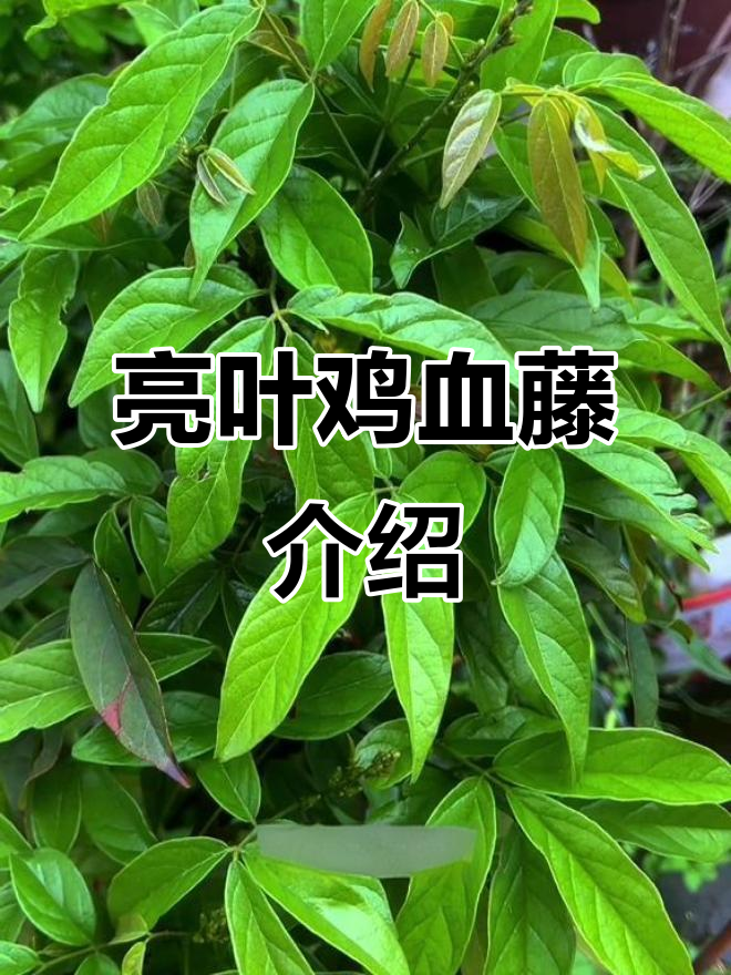 你见过亮叶鸡血藤吗?豆科攀缘灌木,家乡有这种植物吗