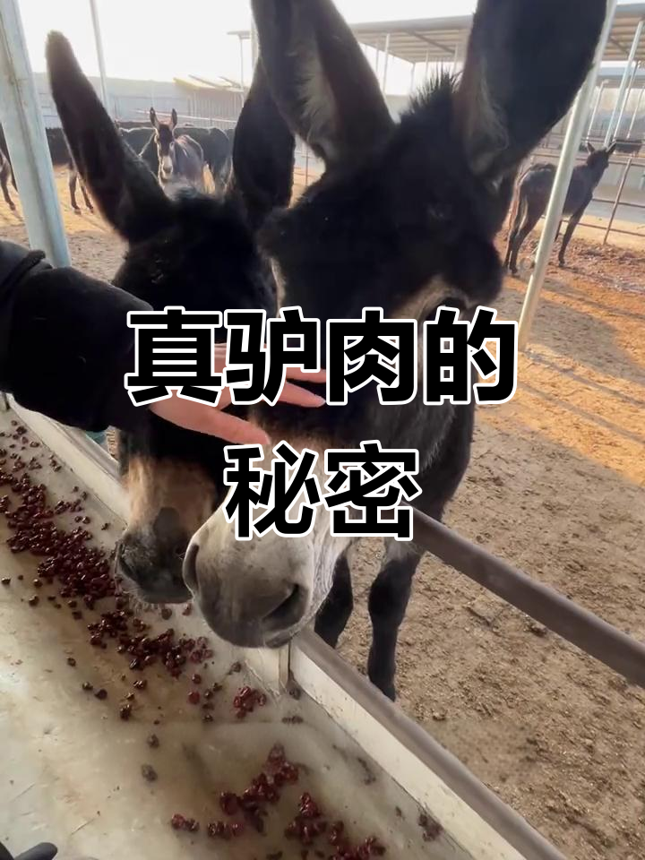 驴肉价格揭秘:为什么你吃不到真正的驴肉?
