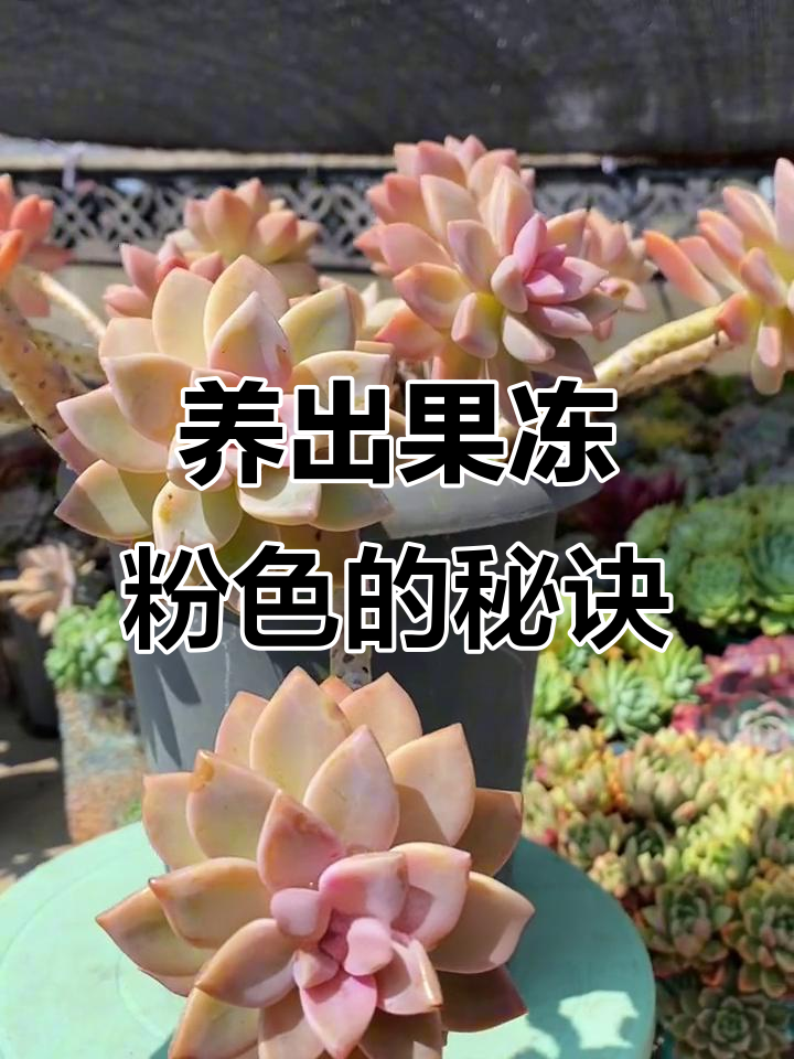 淡雪多肉如何养成果冻粉色？掌握这些技巧轻松搞定
