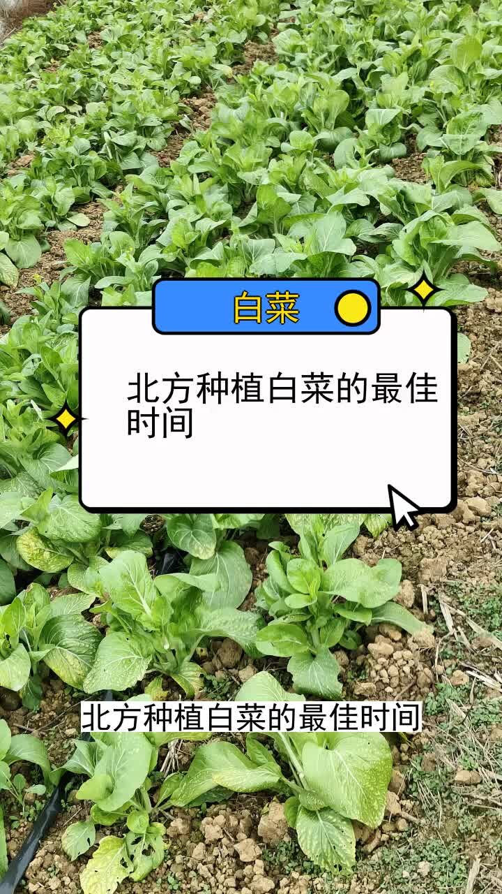 北方种植白菜的最佳时间 三农种植 农