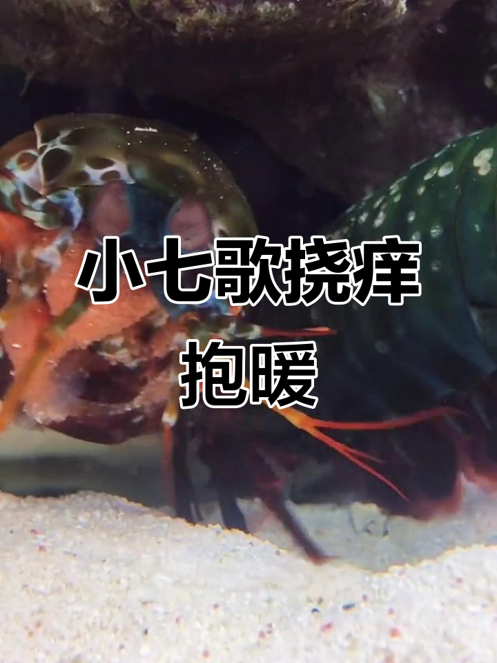 雀尾螳螂虾抱卵,缸太小怎么办?