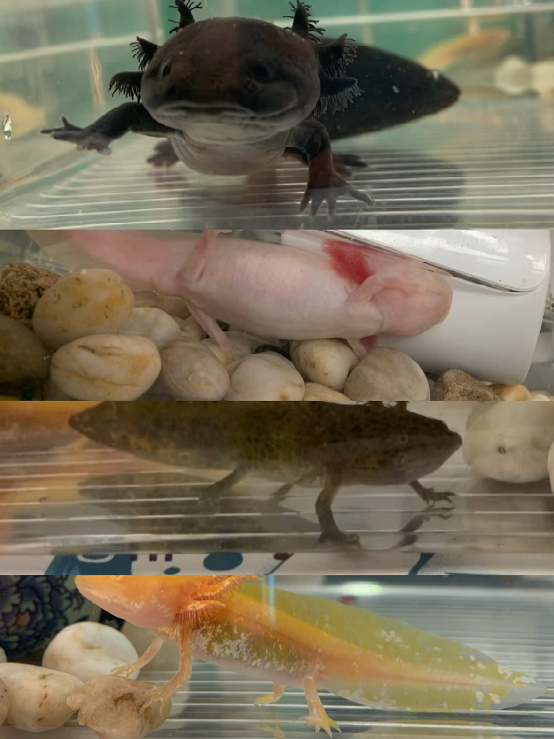 六角恐龙鱼常见色各一只
